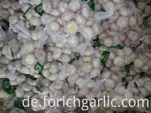 Normal White Garlic 2019